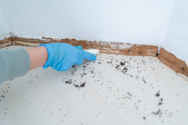 Best Flea Control Services  in Ogallala, NE